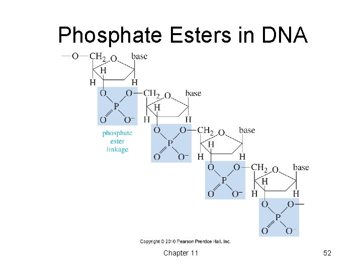 Phosphate Esters in DNA Chapter 11 52 