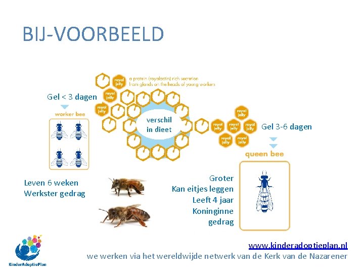 BIJ-VOORBEELD Gel < 3 dagen verschil in dieet Leven 6 weken Werkster gedrag Gel BIJ-VOORBEELD Gel < 3 dagen verschil in dieet Leven 6 weken Werkster gedrag Gel