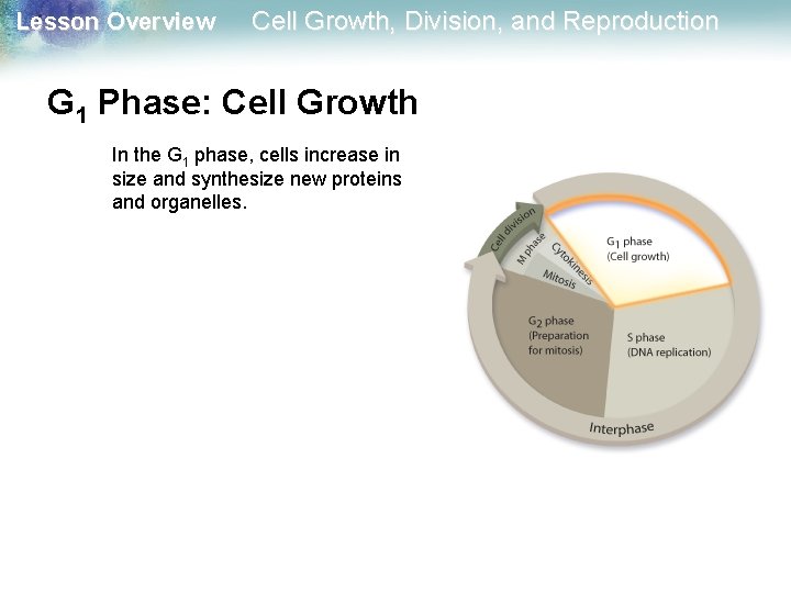 Lesson Overview Cell Growth, Division, and Reproduction G 1 Phase: Cell Growth In the Lesson Overview Cell Growth, Division, and Reproduction G 1 Phase: Cell Growth In the