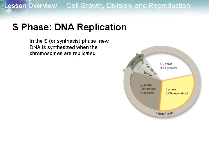 Lesson Overview Cell Growth, Division, and Reproduction S Phase: DNA Replication In the S Lesson Overview Cell Growth, Division, and Reproduction S Phase: DNA Replication In the S