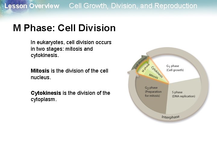 Lesson Overview Cell Growth, Division, and Reproduction M Phase: Cell Division In eukaryotes, cell Lesson Overview Cell Growth, Division, and Reproduction M Phase: Cell Division In eukaryotes, cell