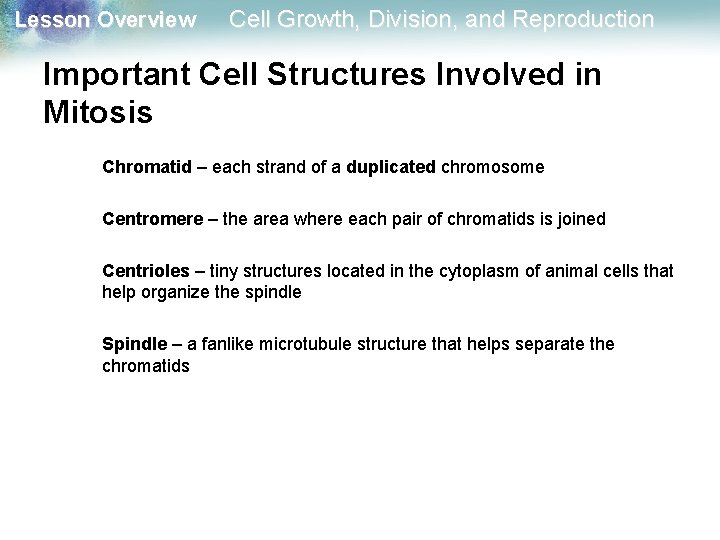 Lesson Overview Cell Growth, Division, and Reproduction Important Cell Structures Involved in Mitosis Chromatid Lesson Overview Cell Growth, Division, and Reproduction Important Cell Structures Involved in Mitosis Chromatid