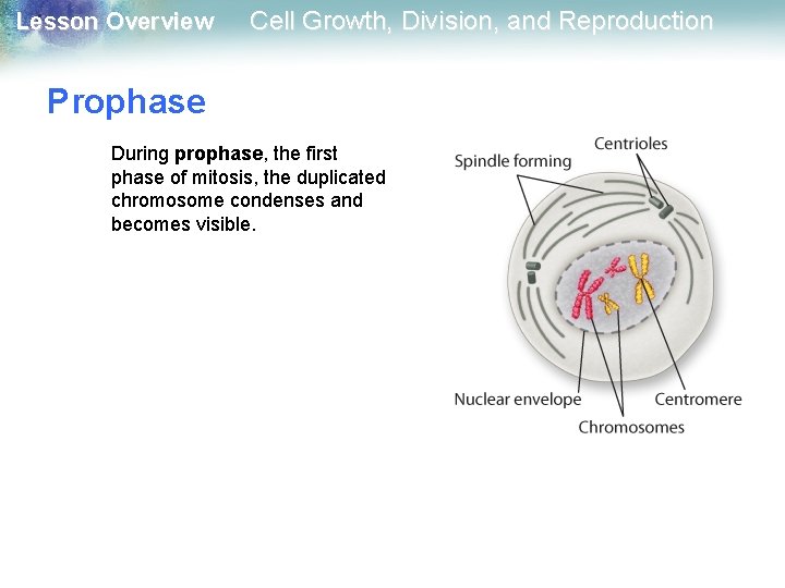 Lesson Overview Cell Growth, Division, and Reproduction Prophase During prophase, the first phase of Lesson Overview Cell Growth, Division, and Reproduction Prophase During prophase, the first phase of