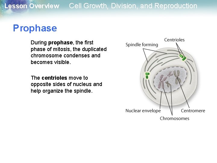 Lesson Overview Cell Growth, Division, and Reproduction Prophase During prophase, the first phase of Lesson Overview Cell Growth, Division, and Reproduction Prophase During prophase, the first phase of