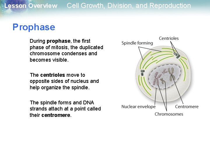 Lesson Overview Cell Growth, Division, and Reproduction Prophase During prophase, the first phase of Lesson Overview Cell Growth, Division, and Reproduction Prophase During prophase, the first phase of