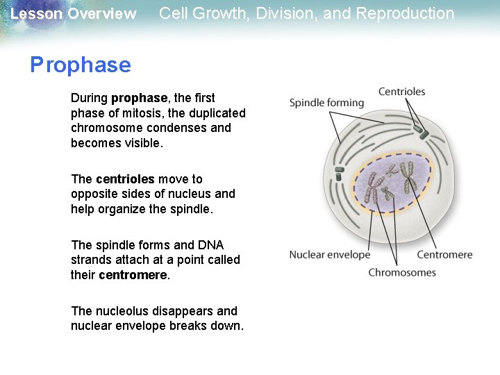 Lesson Overview Cell Growth, Division, and Reproduction Prophase During prophase, the first phase of Lesson Overview Cell Growth, Division, and Reproduction Prophase During prophase, the first phase of