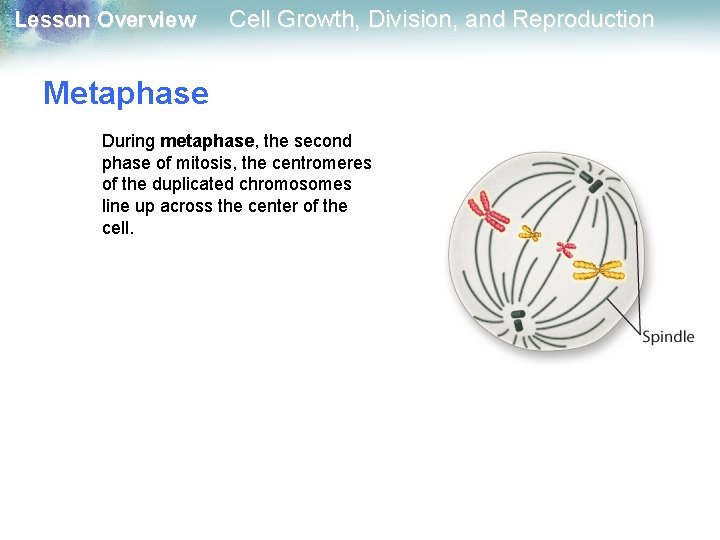 Lesson Overview Cell Growth, Division, and Reproduction Metaphase During metaphase, the second phase of Lesson Overview Cell Growth, Division, and Reproduction Metaphase During metaphase, the second phase of