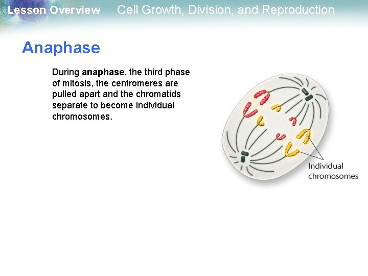 Lesson Overview Cell Growth, Division, and Reproduction Anaphase During anaphase, the third phase of Lesson Overview Cell Growth, Division, and Reproduction Anaphase During anaphase, the third phase of