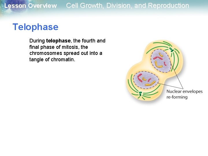 Lesson Overview Cell Growth, Division, and Reproduction Telophase During telophase, the fourth and final Lesson Overview Cell Growth, Division, and Reproduction Telophase During telophase, the fourth and final