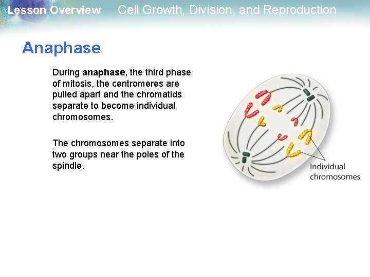 Lesson Overview Cell Growth, Division, and Reproduction Anaphase During anaphase, the third phase of Lesson Overview Cell Growth, Division, and Reproduction Anaphase During anaphase, the third phase of