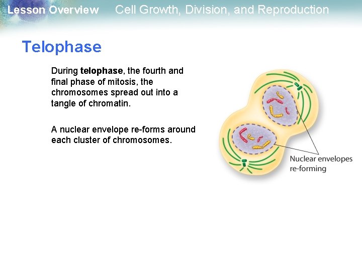 Lesson Overview Cell Growth, Division, and Reproduction Telophase During telophase, the fourth and final Lesson Overview Cell Growth, Division, and Reproduction Telophase During telophase, the fourth and final