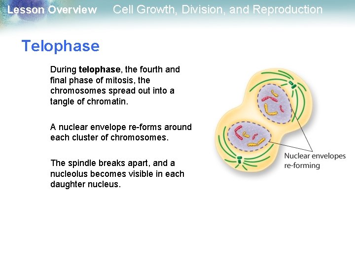 Lesson Overview Cell Growth, Division, and Reproduction Telophase During telophase, the fourth and final Lesson Overview Cell Growth, Division, and Reproduction Telophase During telophase, the fourth and final