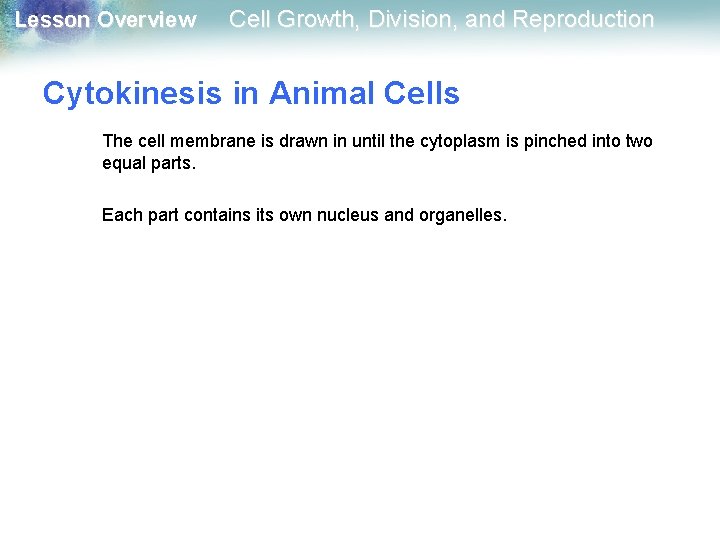 Lesson Overview Cell Growth, Division, and Reproduction Cytokinesis in Animal Cells The cell membrane Lesson Overview Cell Growth, Division, and Reproduction Cytokinesis in Animal Cells The cell membrane