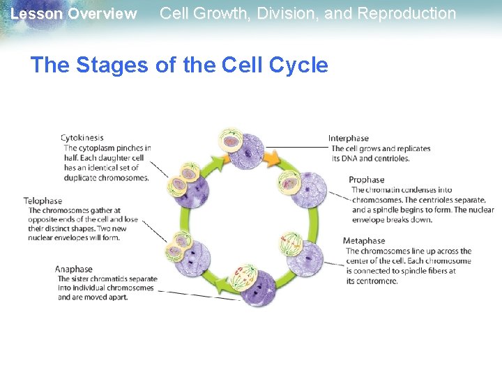 Lesson Overview Cell Growth, Division, and Reproduction The Stages of the Cell Cycle Lesson Overview Cell Growth, Division, and Reproduction The Stages of the Cell Cycle