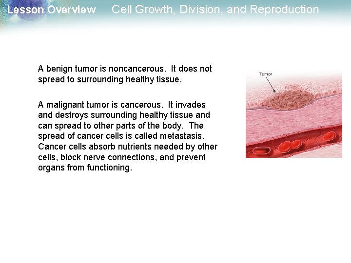 Lesson Overview Cell Growth, Division, and Reproduction A benign tumor is noncancerous. It does Lesson Overview Cell Growth, Division, and Reproduction A benign tumor is noncancerous. It does