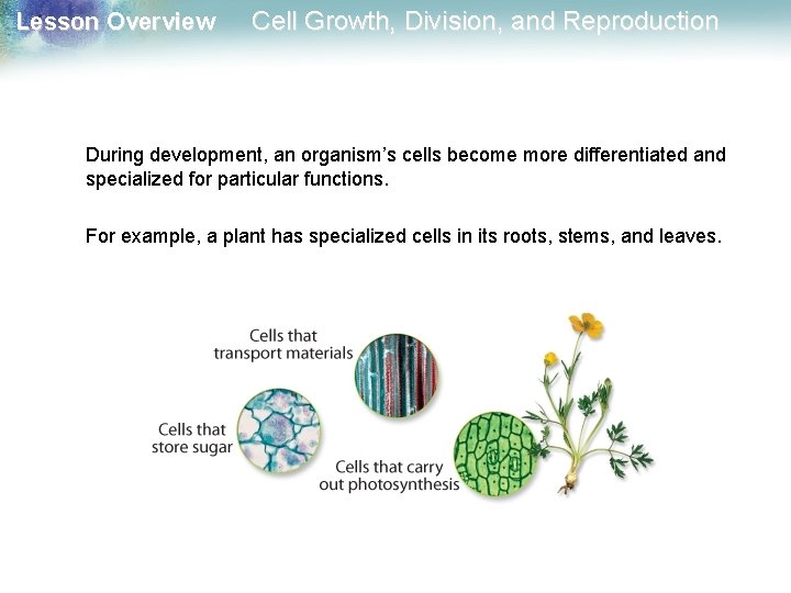 Lesson Overview Cell Growth, Division, and Reproduction During development, an organism’s cells become more Lesson Overview Cell Growth, Division, and Reproduction During development, an organism’s cells become more