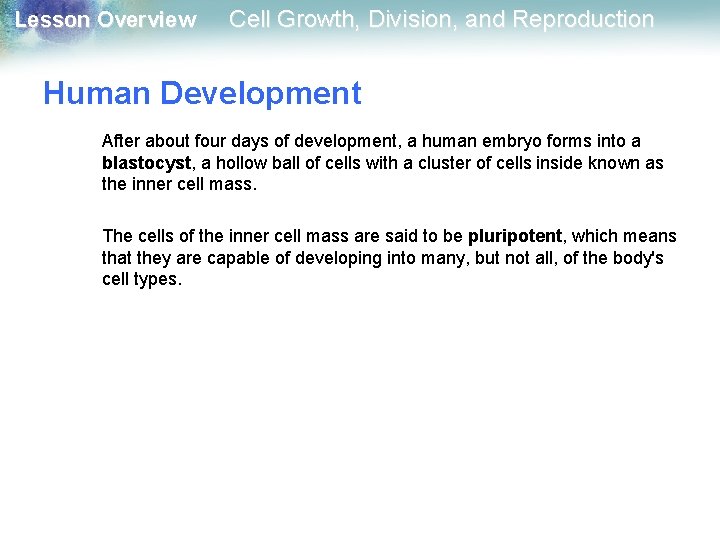 Lesson Overview Cell Growth, Division, and Reproduction Human Development After about four days of Lesson Overview Cell Growth, Division, and Reproduction Human Development After about four days of