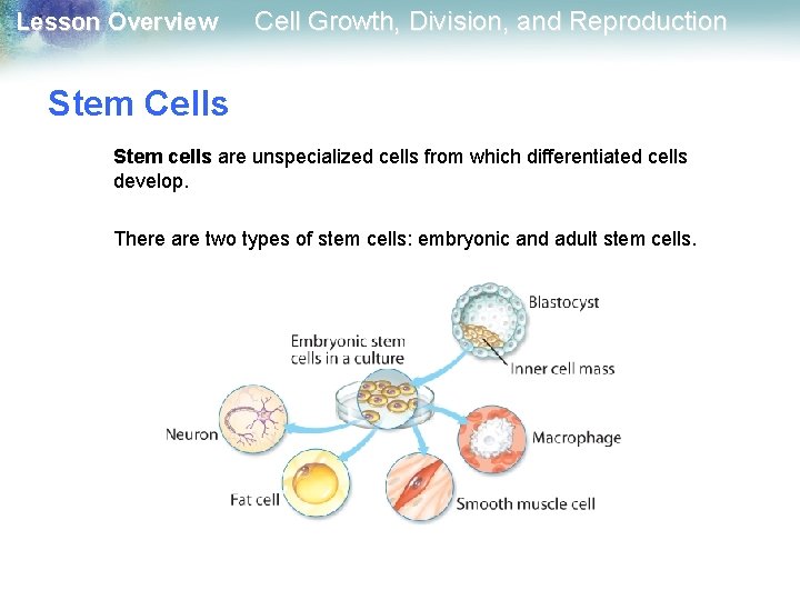 Lesson Overview Cell Growth, Division, and Reproduction Stem Cells Stem cells are unspecialized cells Lesson Overview Cell Growth, Division, and Reproduction Stem Cells Stem cells are unspecialized cells