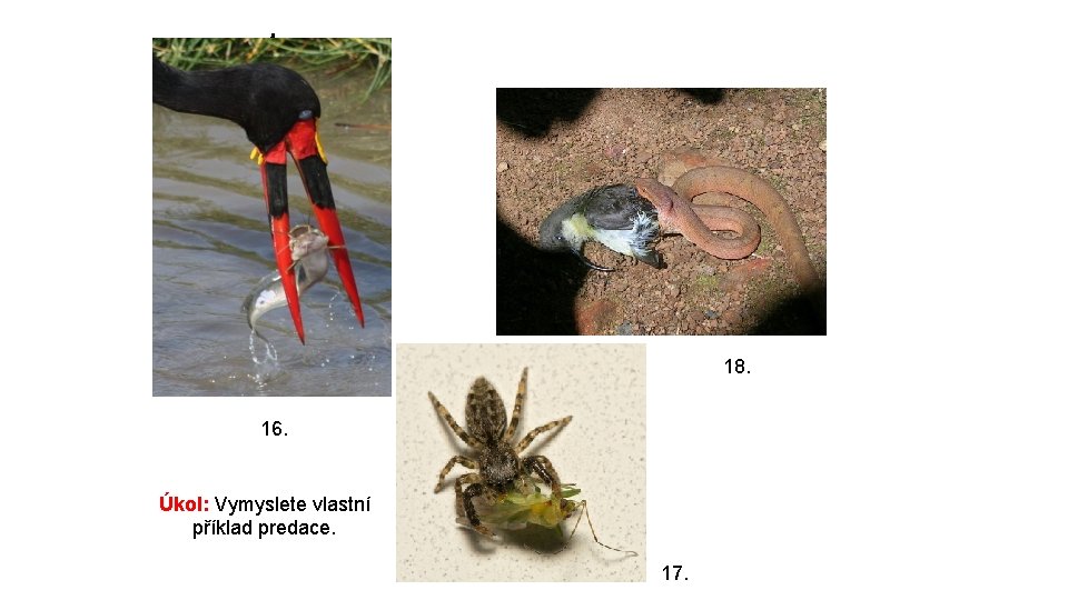 predace 18. 16. Úkol: Vymyslete vlastní příklad predace. 17. 
