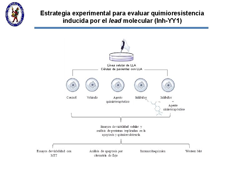 Estrategia experimental para evaluar quimioresistencia inducida por el lead molecular (Inh-YY 1) Línea celular