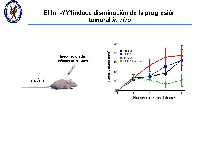 El Inh-YY 1 induce disminución de la progresión tumoral in vivo Inoculación de células