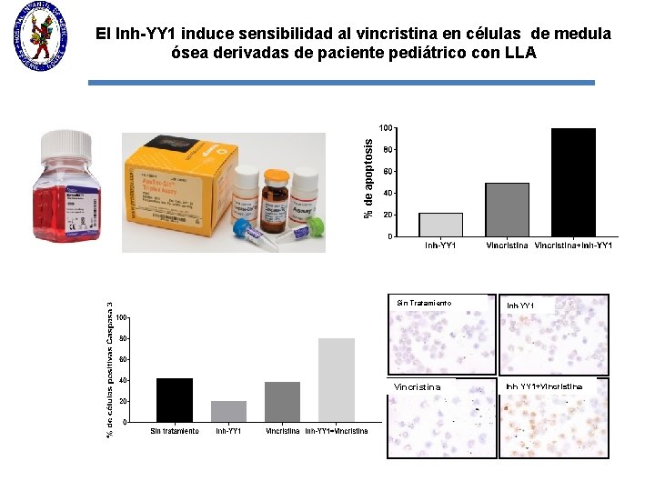 % de apoptosis El Inh-YY 1 induce sensibilidad al vincristina en células de medula