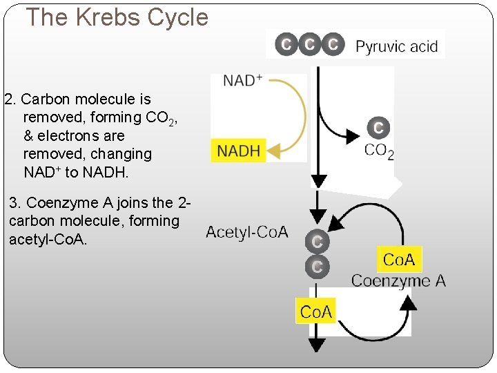 The Krebs Cycle 2. Carbon molecule is removed, forming CO 2, & electrons are