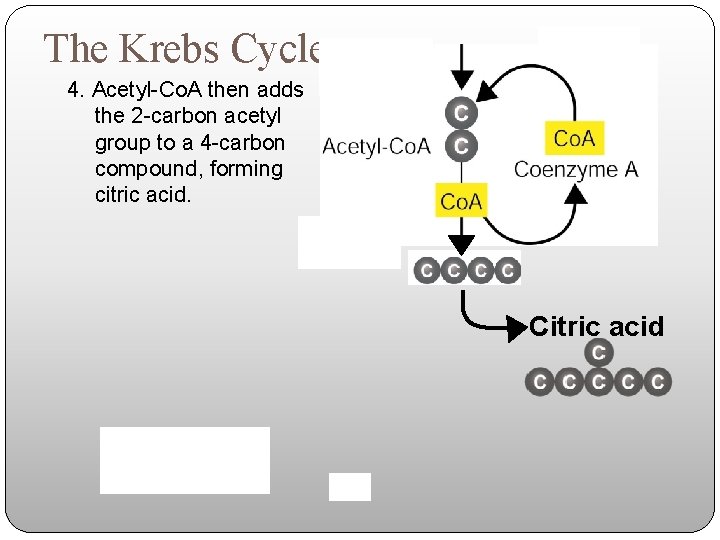 The Krebs Cycle 4. Acetyl-Co. A then adds the 2 -carbon acetyl group to