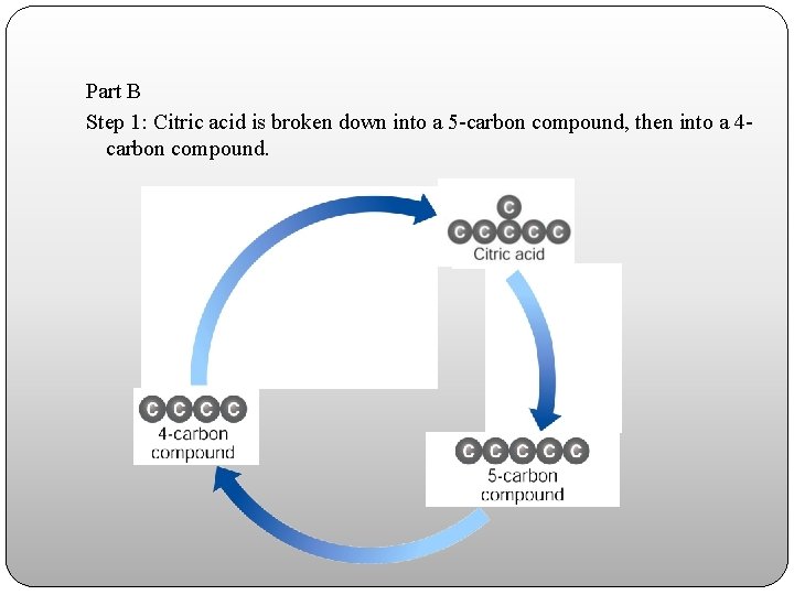 Part B Step 1: Citric acid is broken down into a 5 -carbon compound,