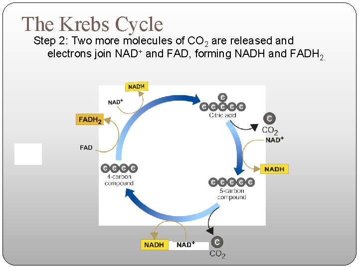 The Krebs Cycle Step 2: Two more molecules of CO 2 are released and