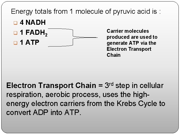 Energy totals from 1 molecule of pyruvic acid is : 4 NADH q 1 Energy totals from 1 molecule of pyruvic acid is : 4 NADH q 1
