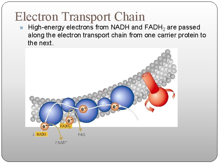 Electron Transport Chain n High-energy electrons from NADH and FADH 2 are passed along