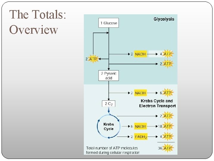 The Totals: Overview The Totals: Overview