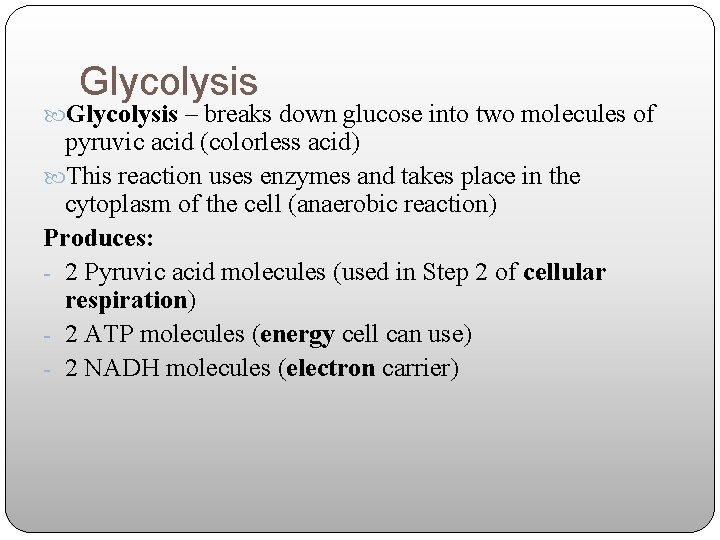 Glycolysis – breaks down glucose into two molecules of pyruvic acid (colorless acid) This