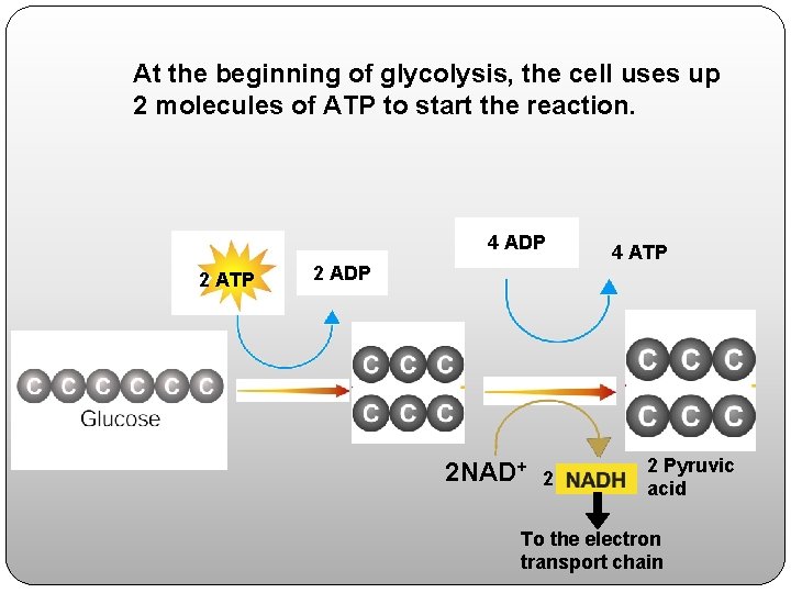 At the beginning of glycolysis, the cell uses up 2 molecules of ATP to