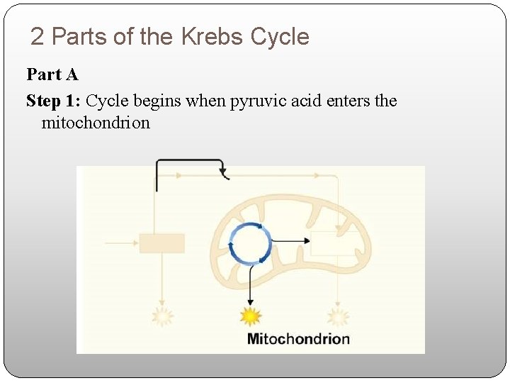 2 Parts of the Krebs Cycle Part A Step 1: Cycle begins when pyruvic