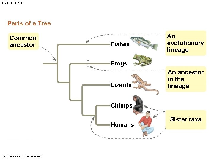 Figure 26. 5 a Parts of a Tree Common ancestor Fishes An evolutionary lineage Figure 26. 5 a Parts of a Tree Common ancestor Fishes An evolutionary lineage