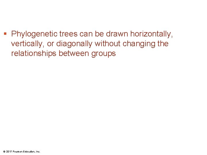 § Phylogenetic trees can be drawn horizontally, vertically, or diagonally without changing the relationships § Phylogenetic trees can be drawn horizontally, vertically, or diagonally without changing the relationships