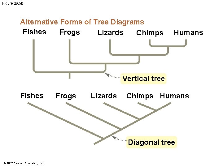 Figure 26. 5 b Alternative Forms of Tree Diagrams Fishes Frogs Lizards Chimps Humans Figure 26. 5 b Alternative Forms of Tree Diagrams Fishes Frogs Lizards Chimps Humans