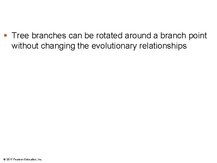 § Tree branches can be rotated around a branch point without changing the evolutionary § Tree branches can be rotated around a branch point without changing the evolutionary