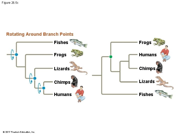 Figure 26. 5 c Rotating Around Branch Points © 2017 Pearson Education, Inc. Fishes Figure 26. 5 c Rotating Around Branch Points © 2017 Pearson Education, Inc. Fishes