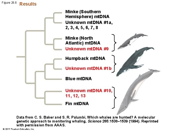 Figure 26. 6 Results Minke (Southern Hemisphere) mt. DNA Unknown mt. DNA #1 a, Figure 26. 6 Results Minke (Southern Hemisphere) mt. DNA Unknown mt. DNA #1 a,