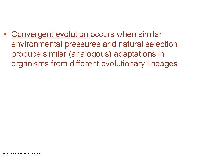 § Convergent evolution occurs when similar environmental pressures and natural selection produce similar (analogous) § Convergent evolution occurs when similar environmental pressures and natural selection produce similar (analogous)