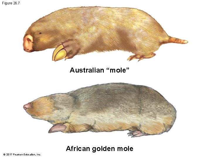 Figure 26. 7 Australian “mole” African golden mole © 2017 Pearson Education, Inc. Figure 26. 7 Australian “mole” African golden mole © 2017 Pearson Education, Inc.