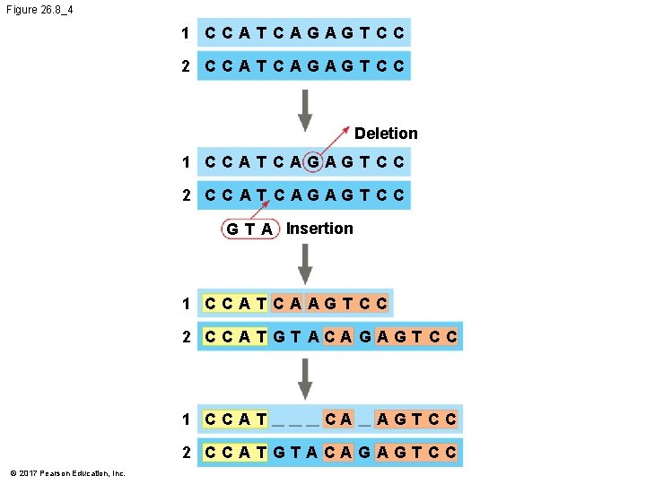 Figure 26. 8_4 1 CCAT CAGAG T CC 2 CCAT CAGAG T CC Deletion Figure 26. 8_4 1 CCAT CAGAG T CC 2 CCAT CAGAG T CC Deletion
