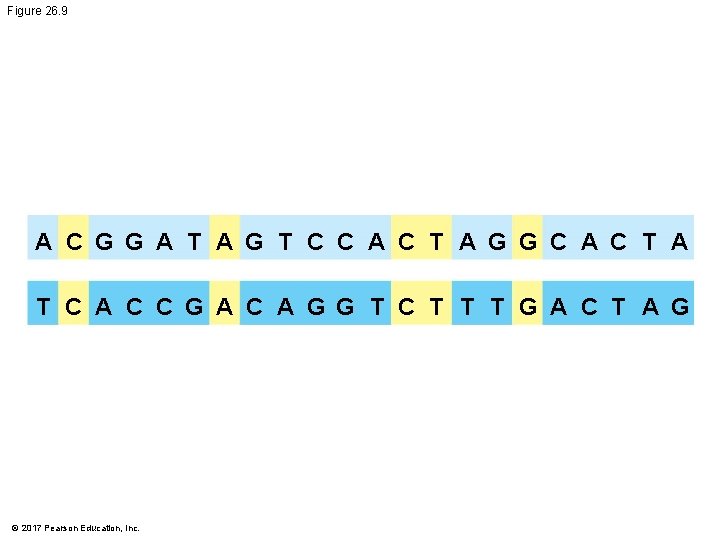 Figure 26. 9 A C G G A T A G T C C Figure 26. 9 A C G G A T A G T C C
