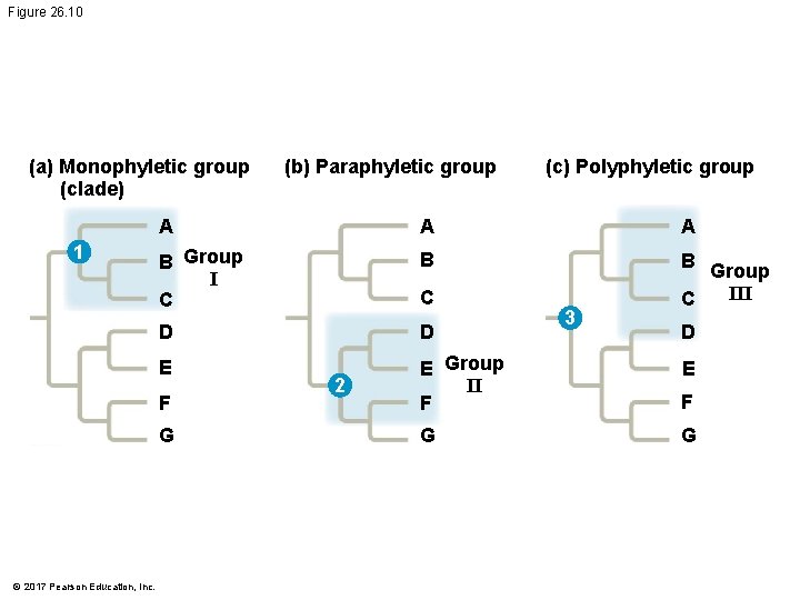 Figure 26. 10 (a) Monophyletic group (clade) 1 (c) Polyphyletic group A A A Figure 26. 10 (a) Monophyletic group (clade) 1 (c) Polyphyletic group A A A