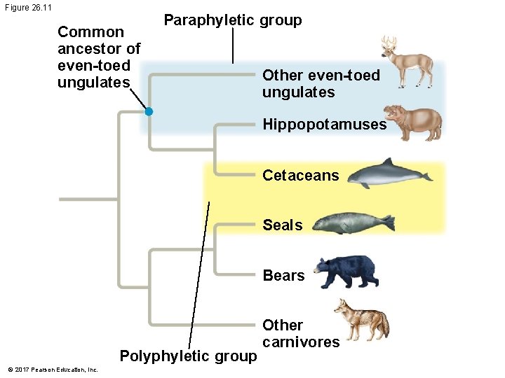 Figure 26. 11 Common ancestor of even-toed ungulates Paraphyletic group Other even-toed ungulates Hippopotamuses Figure 26. 11 Common ancestor of even-toed ungulates Paraphyletic group Other even-toed ungulates Hippopotamuses