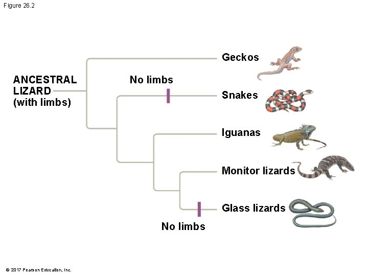 Figure 26. 2 Geckos ANCESTRAL LIZARD (with limbs) No limbs Snakes Iguanas Monitor lizards Figure 26. 2 Geckos ANCESTRAL LIZARD (with limbs) No limbs Snakes Iguanas Monitor lizards