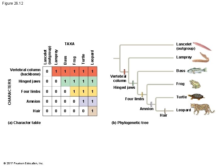 Figure 26. 12 Lancelet (outgroup) Lamprey Bass Frog Turtle Leopard 0 1 1 1 Figure 26. 12 Lancelet (outgroup) Lamprey Bass Frog Turtle Leopard 0 1 1 1
